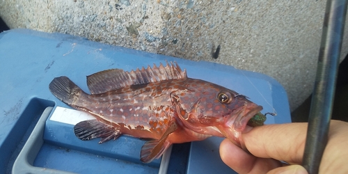 キジハタの釣果