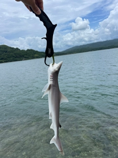 サメの釣果