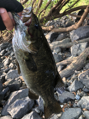 スモールマウスバスの釣果