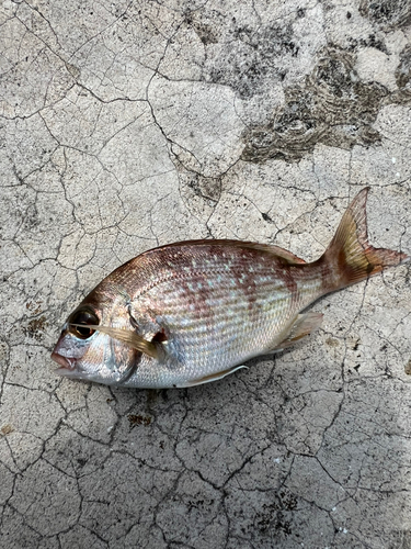 チャリコの釣果