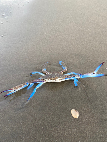 ワタリガニの釣果