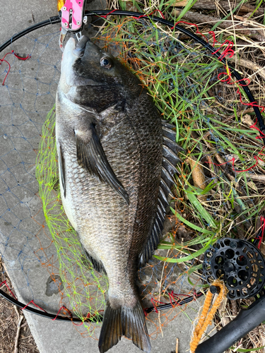 チヌの釣果