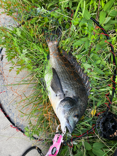 チヌの釣果