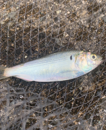 サッパの釣果