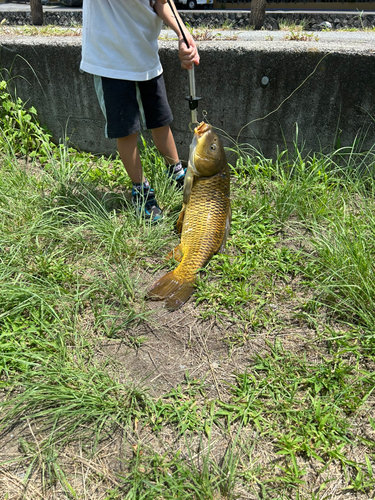 コイの釣果