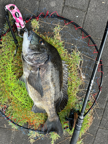 チヌの釣果