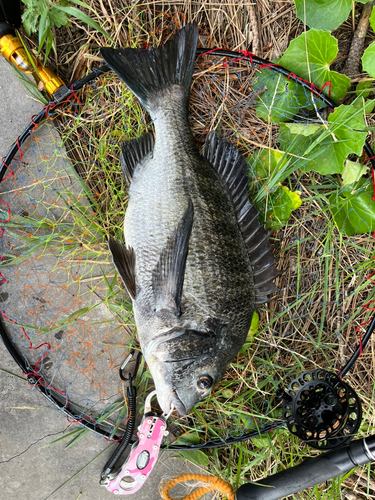 チヌの釣果