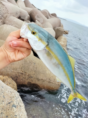 ツバスの釣果