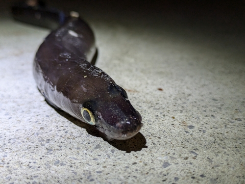 ダイナンアナゴの釣果