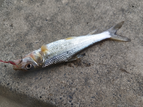 ワタカの釣果