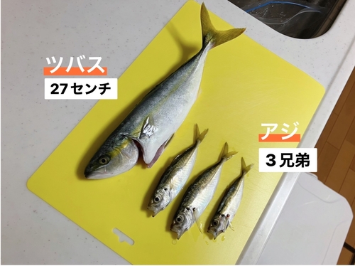 ツバスの釣果