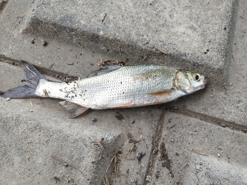 ワタカの釣果