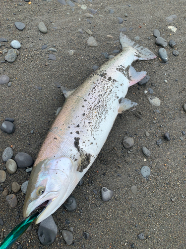 サクラマスの釣果