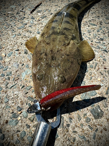 マゴチの釣果