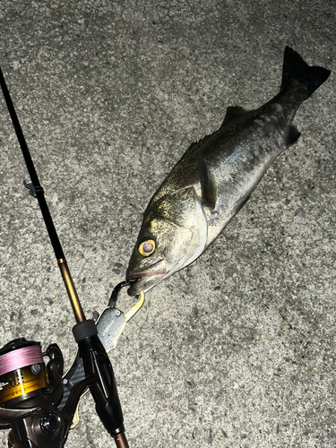 スズキの釣果