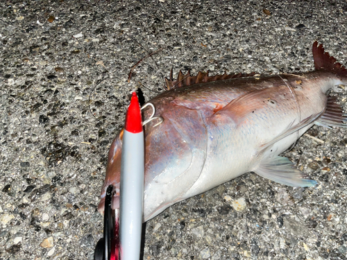 タイの釣果