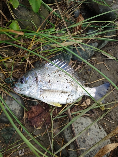 キビレの釣果