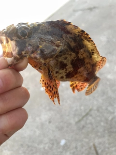 ヨロイメバルの釣果