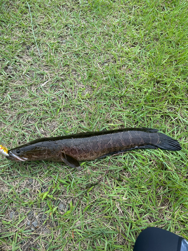 カムルチーの釣果