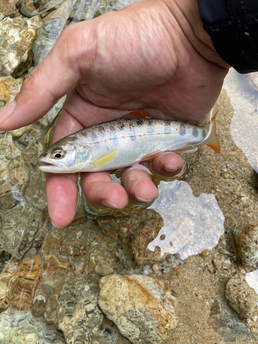 アマゴの釣果