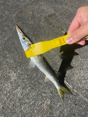 カマスの釣果