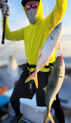 ツバスの釣果