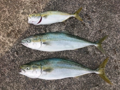 ハマチの釣果