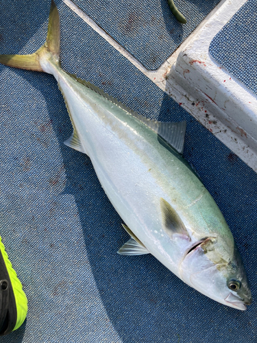 ワラサの釣果