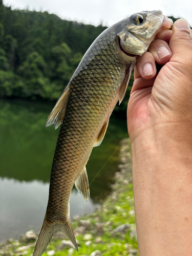 ニゴイの釣果