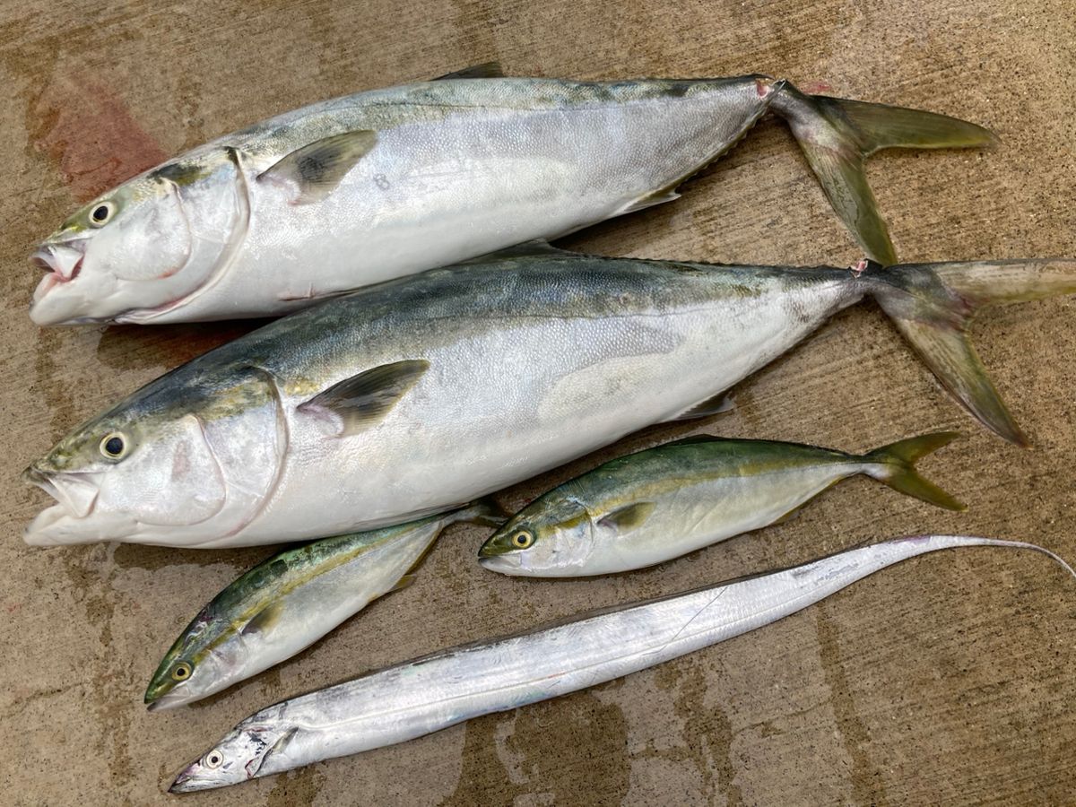 ochanさんの釣果 2枚目の画像