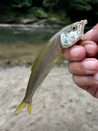 ハスの釣果