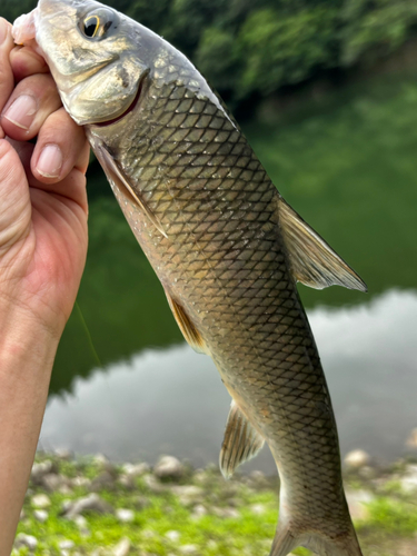 ニゴイの釣果