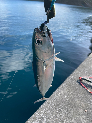 メジカの釣果