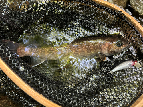 イワナの釣果