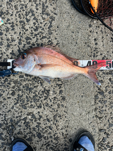 マダイの釣果