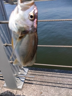 イシモチの釣果