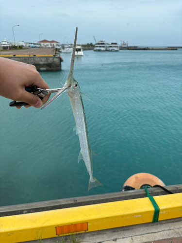 ダツの釣果