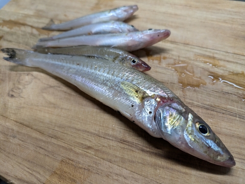 キスの釣果