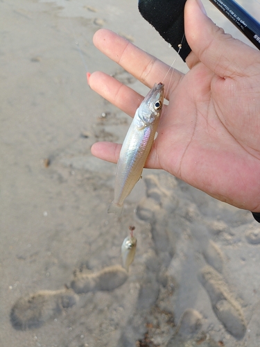 シロギスの釣果