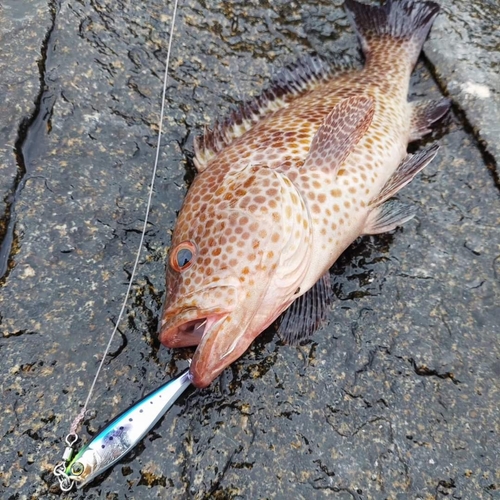 オオモンハタの釣果