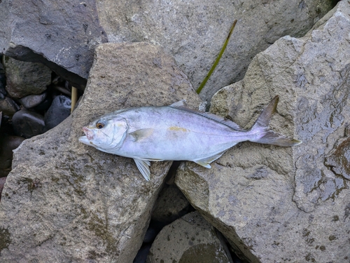 ネリゴの釣果