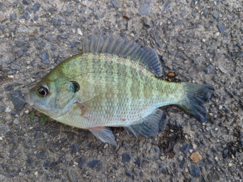 ブルーギルの釣果