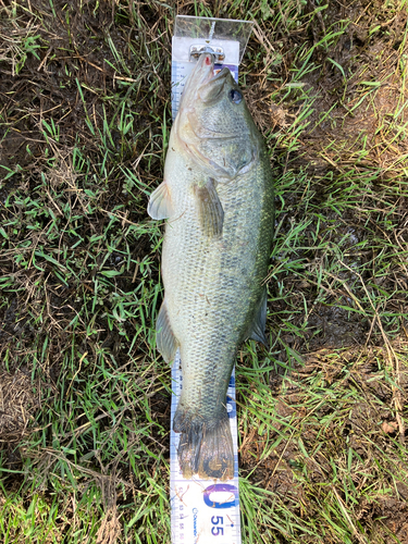 ブラックバスの釣果