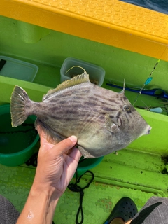 カワハギの釣果