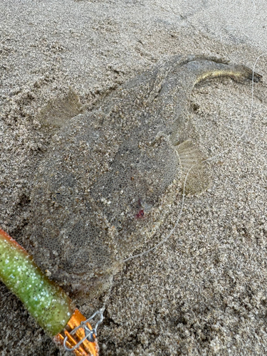 マゴチの釣果