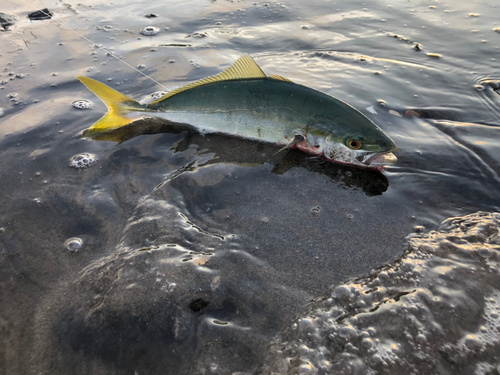 ワカシの釣果