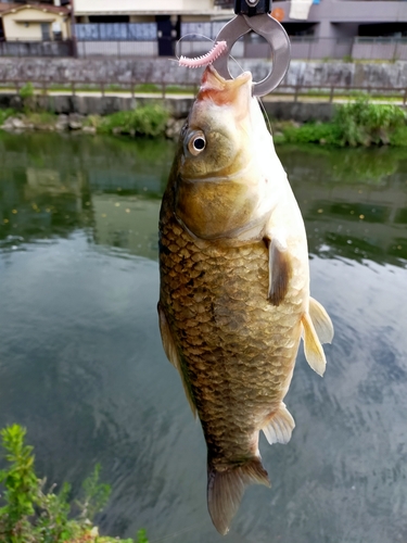 フナの釣果