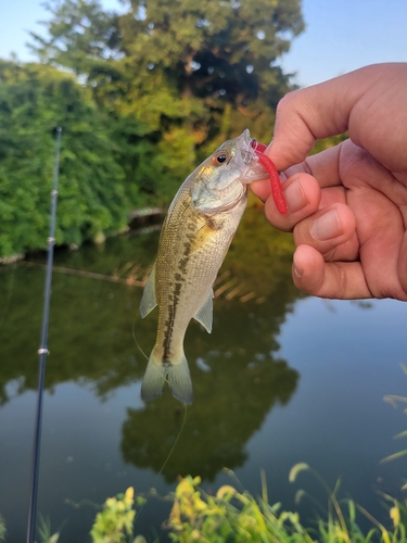 ラージマウスバスの釣果