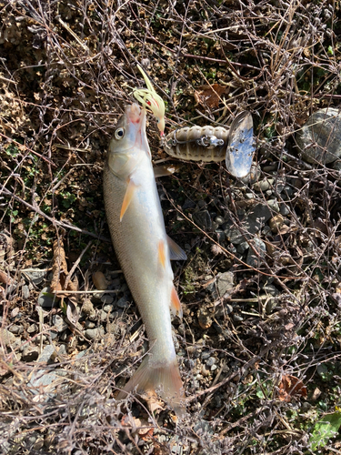 ウグイの釣果