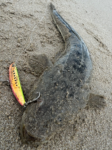 マゴチの釣果